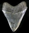 Quality, Serrated Megalodon Tooth #23407-2